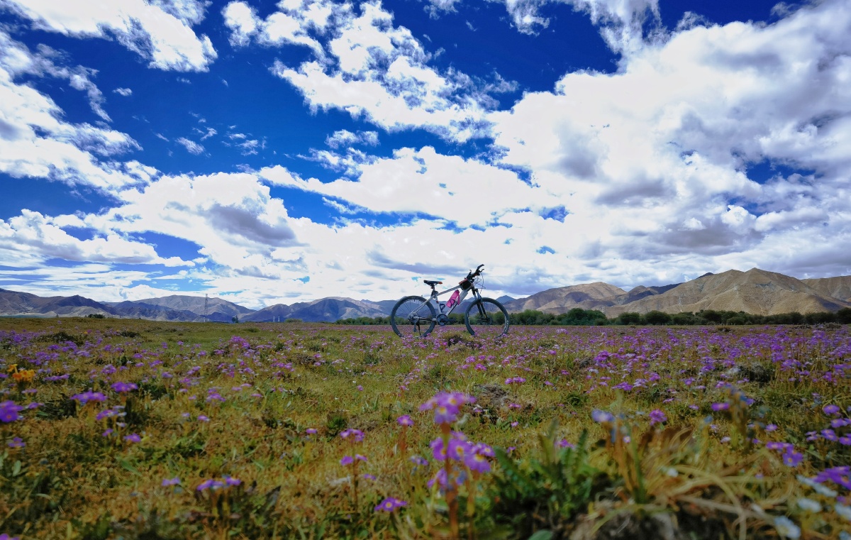 《花海闺蜜》组图,华为mate40pro拍摄! - tao行中国 - 图虫