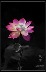 荷 (1)