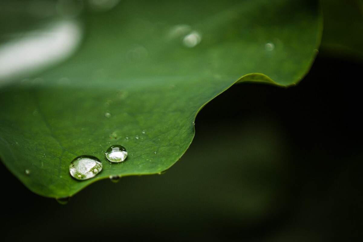 荷叶上的水珠露珠图片素材高清电脑桌面壁纸_桌面壁纸_mm4000图片大全