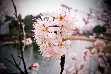 寒梅