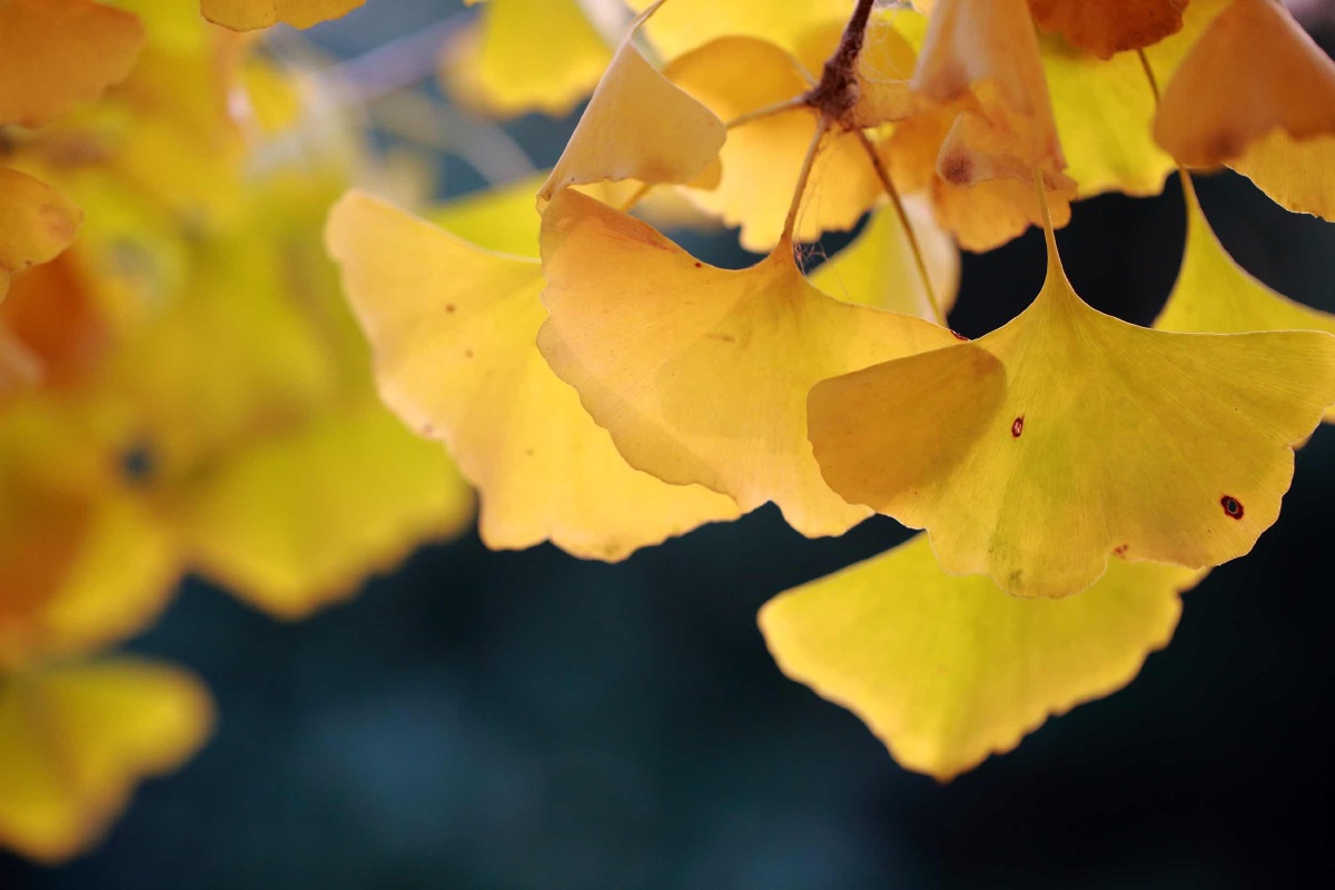 一叶时光已入秋