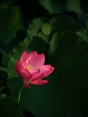 荷·晨
