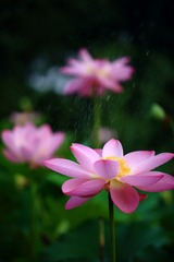 荷·雨
