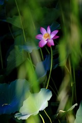 荷· 独秀