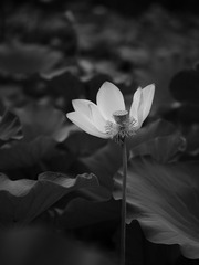荷·白