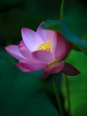 荷·秀