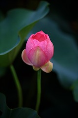 荷·初
