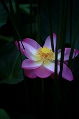 荷·菖蒲