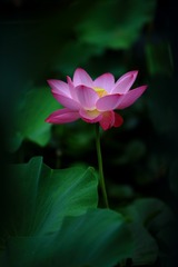荷·润