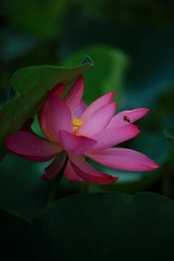 荷·遮阳