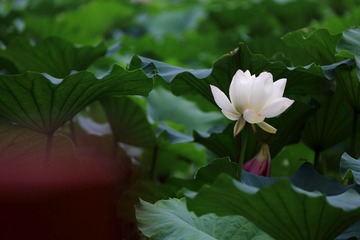 A_J1A0749