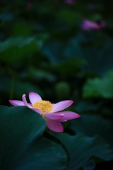 荷·隐
