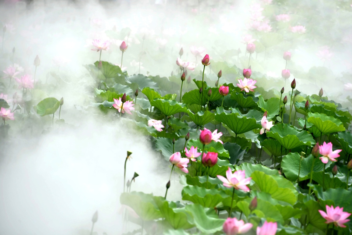 雾漫荷塘梦幻仙境凌波仙子出水芙蓉2020年5月27日拍摄于佛山亚洲艺