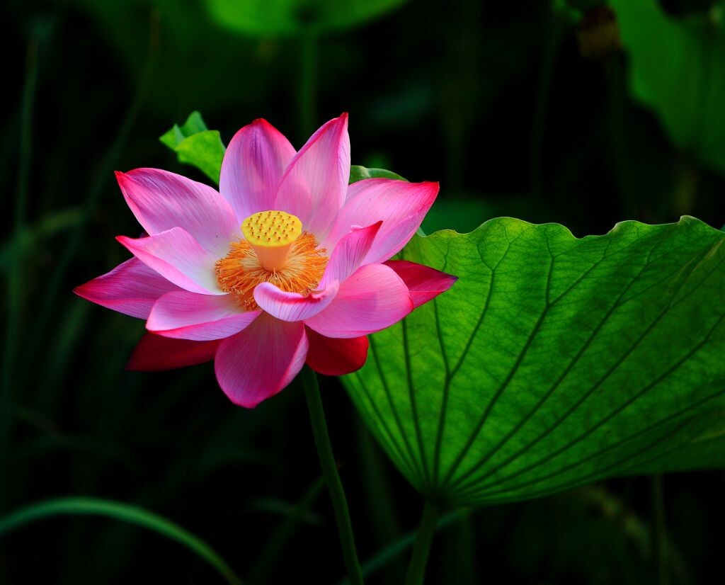 青荷盖绿水，芙蓉披红鲜。  