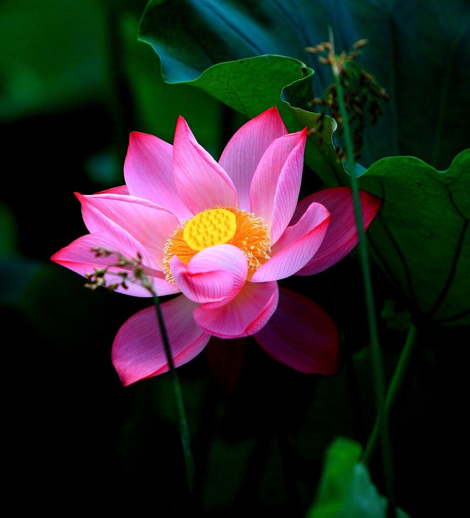 花中仙子