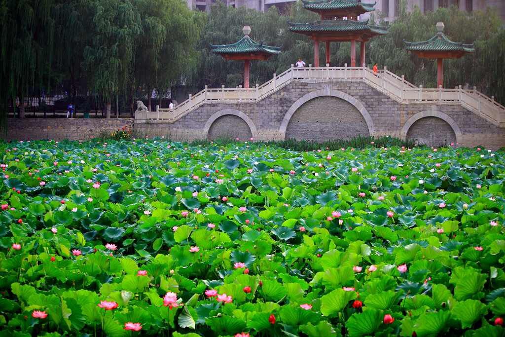 接天莲叶无穷碧，映日荷花别样红