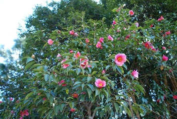 云南茶花-23-摄影：黄林武23