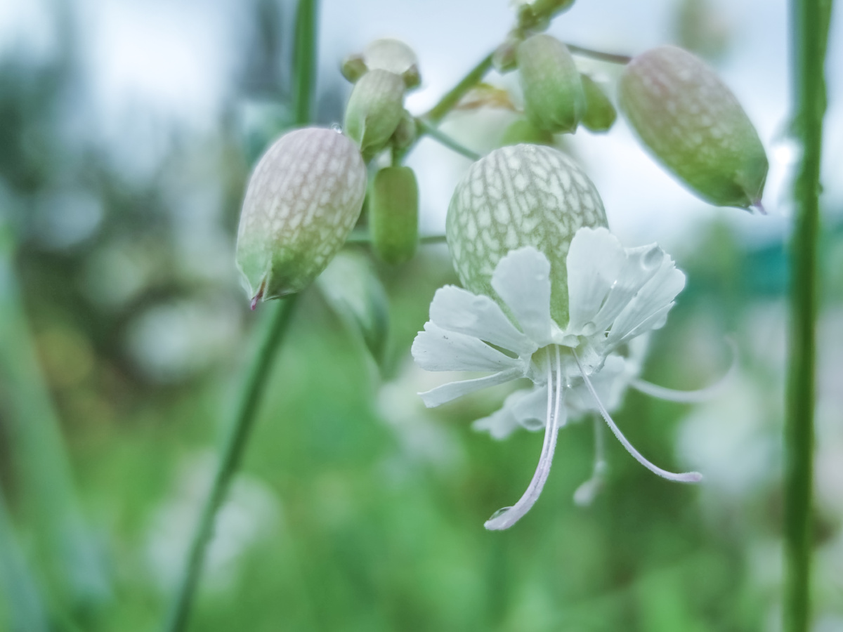 白玉草,狗筋麦瓶草. - 心光视界 - 图虫