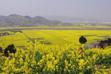 南川 油菜花