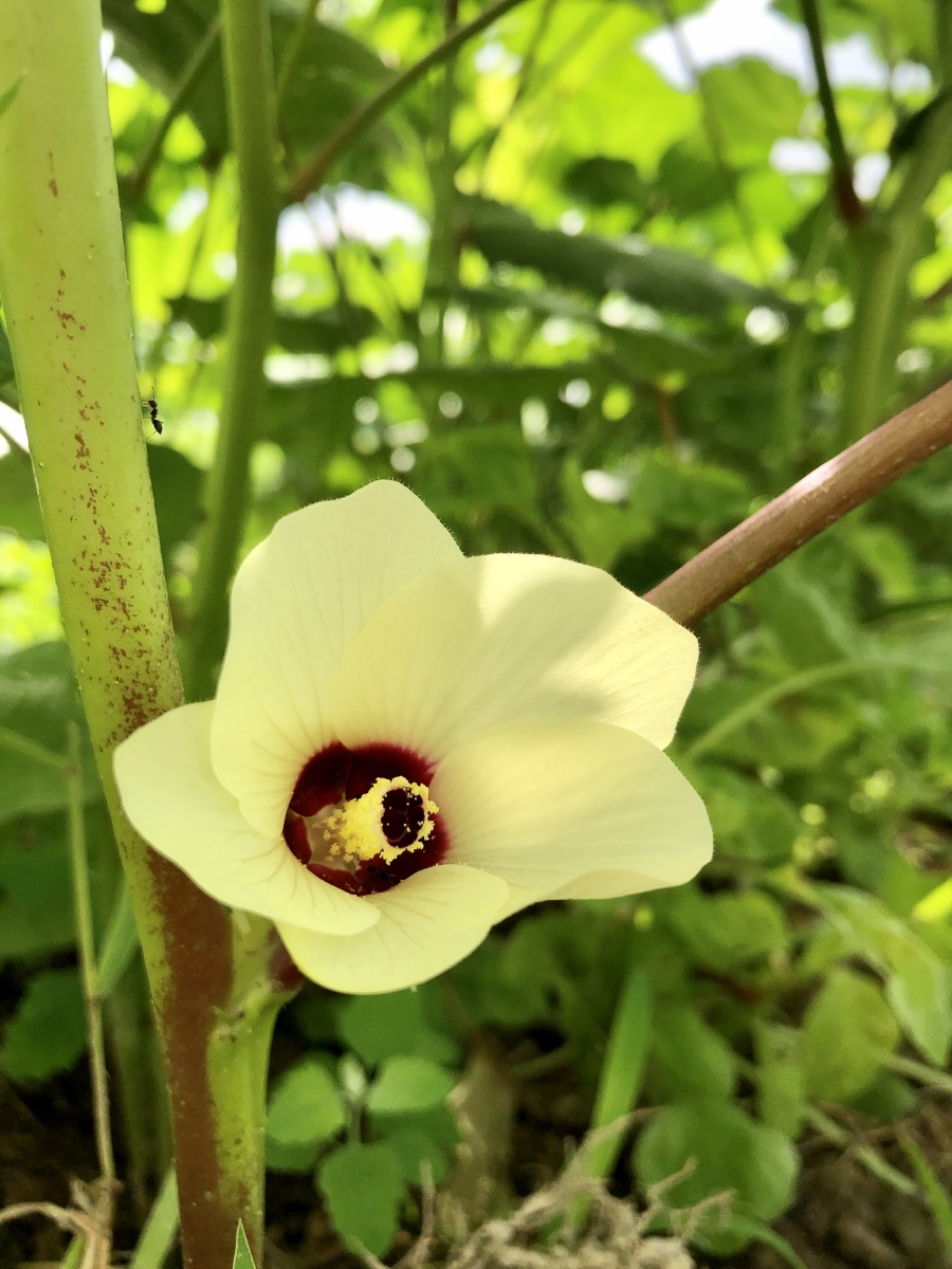 咖啡黄葵 - 吾心不老 - 图虫