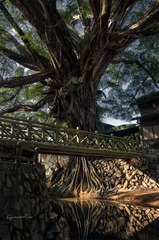 古榕参天