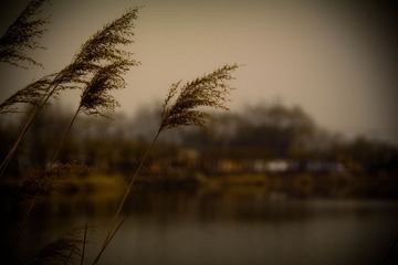 DIM_7251-1
