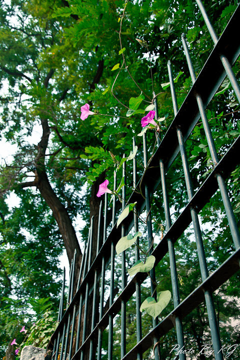 学校的围栏上的一些牵牛花