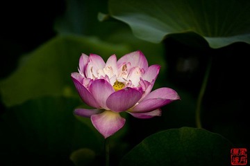 紫竹院的那些荷花