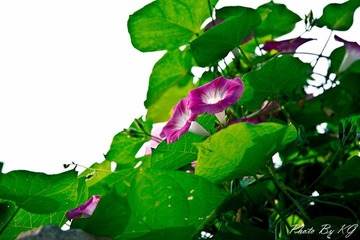 IMG_8919.jpg
