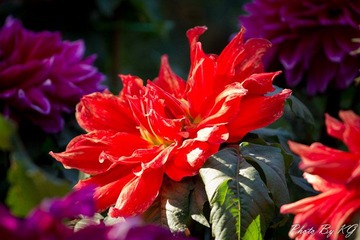 IMG_9137.jpg