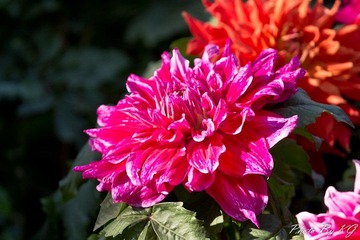 IMG_9149.jpg