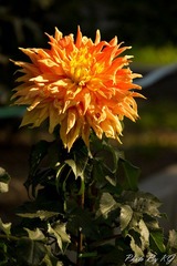 IMG_9176.jpg