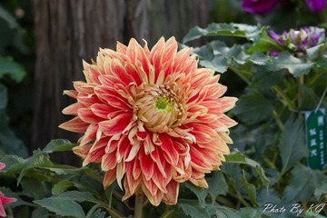 IMG_9186.jpg