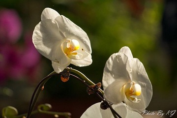 IMG_9205.jpg