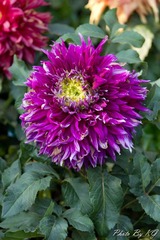 IMG_9219.jpg