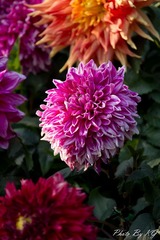 IMG_9220.jpg
