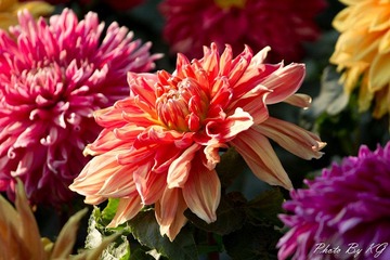 IMG_9223.jpg