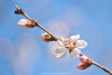 IMG_2455_1000.jpg