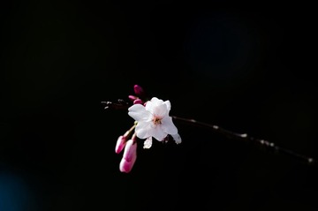 DSC_8932.jpg