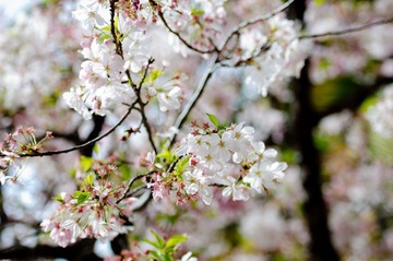 DSC_8979.jpg