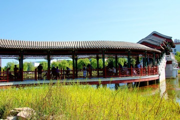 康奈尔大学——坡上的树