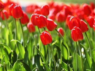 IMG_9198-1