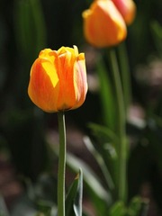 IMG_9331-1