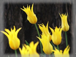 IMG_9348-1