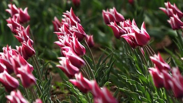 IMG_9363-1