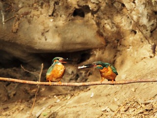 IMG_7961-1