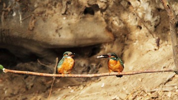 IMG_7976-1