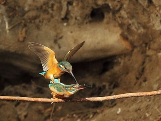 IMG_8244-1
