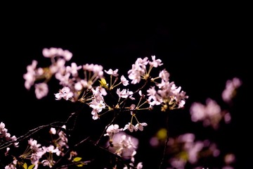 IMG_9688.jpg