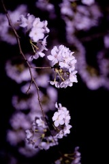 IMG_9717.jpg